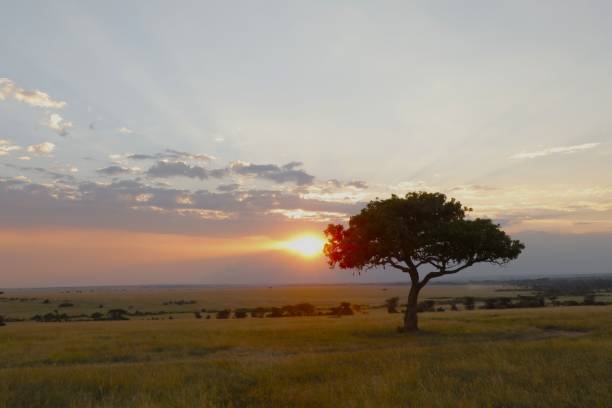 istock Landscape and an isolated tree surrounded by golden grass on scenic sunset sky background 1446624378