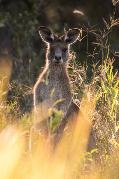 istock Kangaroo in Brisbane, Australia on a sunny day 1446624410