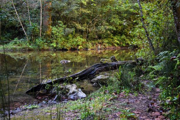 istock Calm river and a huge log next to a shore covered with green grass and plants 1446625016