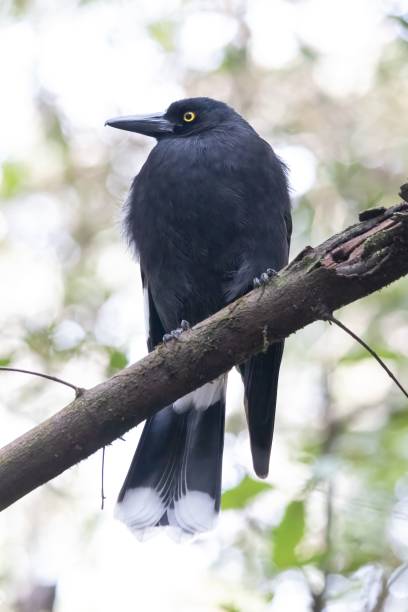 istock Vertical shot of a Currawong perching on a tree branch in the forest 1446625490