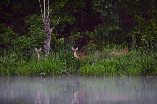 Two adorable deer along Piscataway Creek in Maryland standing in the tall grass behind a lake
