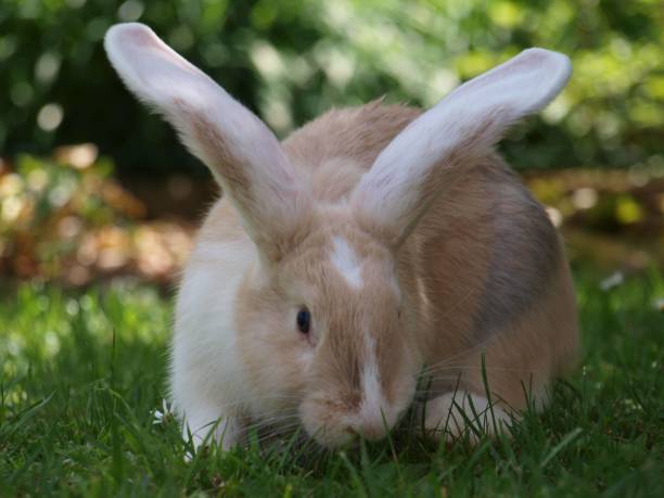 istock Selective focus shot of rabbit on green grass 1446625678