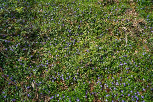 istock Ground full of dwarf periwinkle flowers in the daylight 1446626384