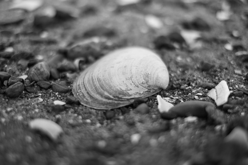 A grayscale shot of a seashell on a beach