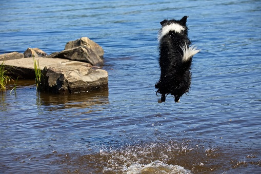 A Border Collie dog jumping in the air over water and stones in the background