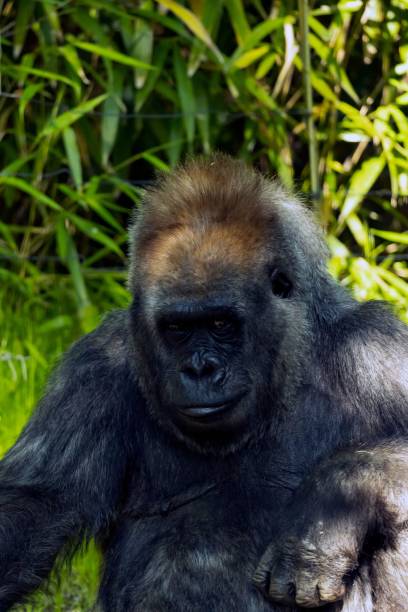 istock Vertical shot of a Congo gorilla at the Bronx Zoo 1446626896