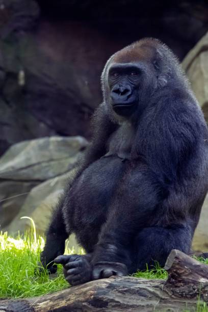 vertical shot of the congo gorilla photographed at the bronx zoo - international wildlife conservation park imagens e fotografias de stock