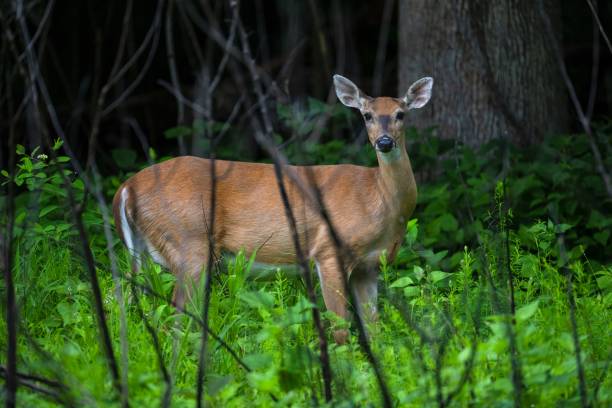 istock White-tailed deer in a forest  - Odocoileus virginianus 1446627086