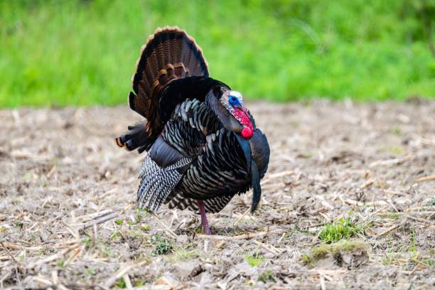 istock Domestic turkey (Meleagris gallopavo domesticus) in the field 1446627103