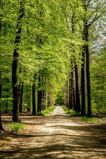 A vertical of a path in a dense green forest under the sunlight