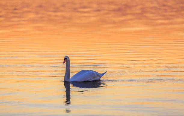 istock Mute swan in a lake on the dramatic sunset 1446627168