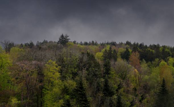 a high angle shot of trees under overcast sky