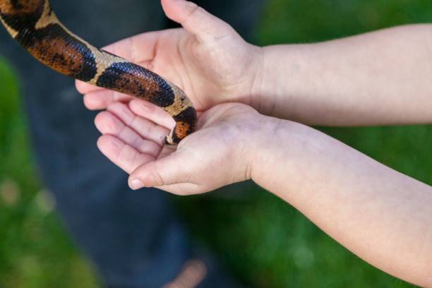 istock Snake sneaking into a person's reached out hands from above 1446627365