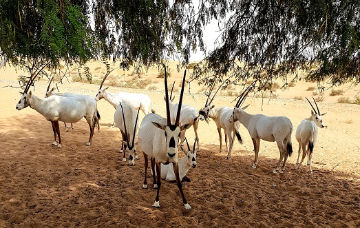 A group of Arabian Oryx in the desert in Dubai, United Arab Emirates.