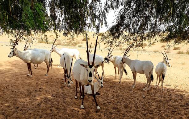 grupo de oryx árabe no deserto em dubai, emirados árabes unidos. - arabian oryx - fotografias e filmes do acervo