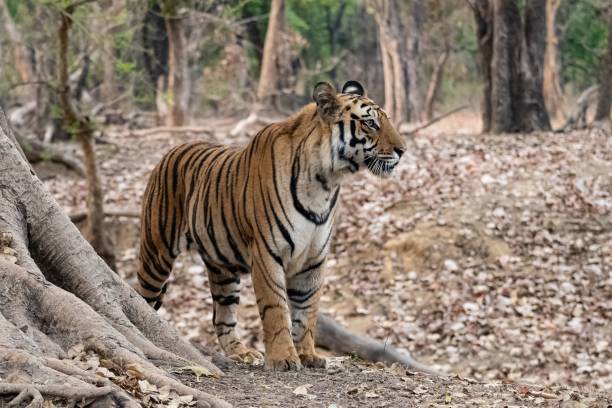 istock A wild tiger standing in the forest in India 1446627568