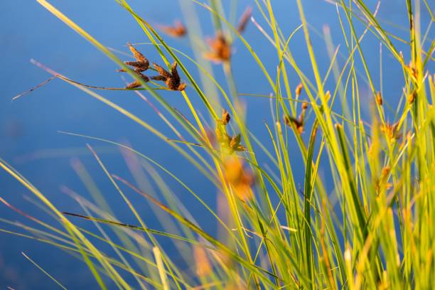 istock Selective of bulrush reeds by the pond 1446627781