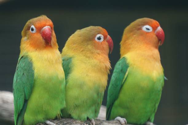 istock Lovebirds perching on a dried tree branch 1446627804