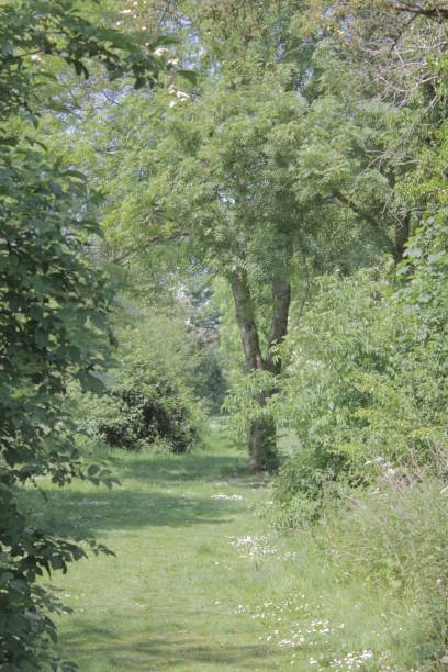 istock Vertical shot of a walking trail through a bright green forest 1446627994