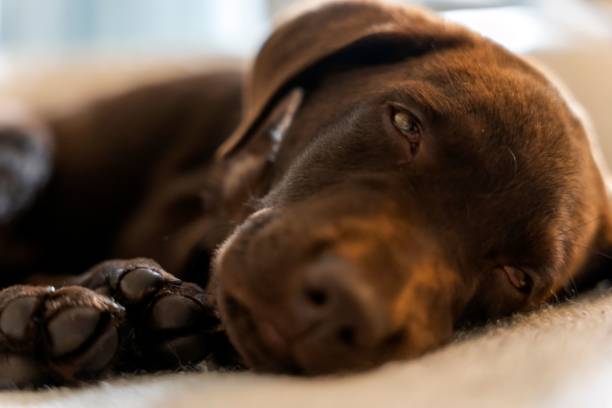 istock a chocolate labrador retriever puppy generates affection with his cute look 1446628113