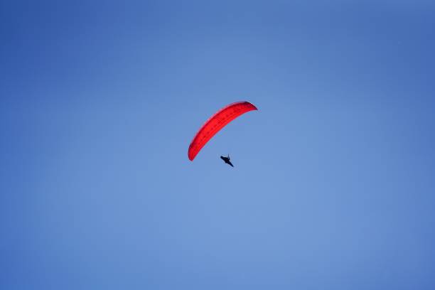 istock Low angle view of a person Paragliding in a clear blue sky 1446628257