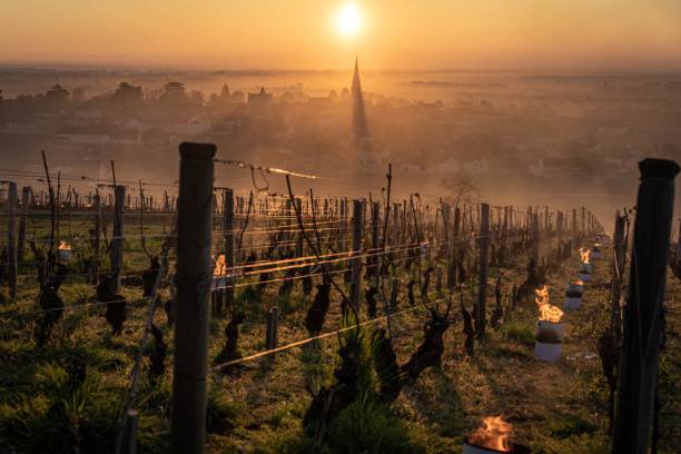 frost in burgunderroten weinbergen mit kerzen im winter - burgund frankreich stock-fotos und bilder