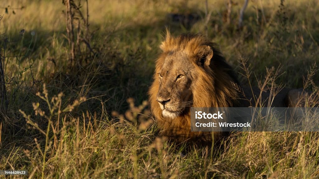 Male Lion sunrise golden hour Male Lion lying in the golden hour, Botswana Africa Stock Photo