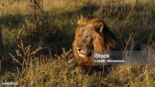 Male Lion Sunrise Golden Hour Stock Photo - Download Image Now - Africa, Animal, Animal Wildlife
