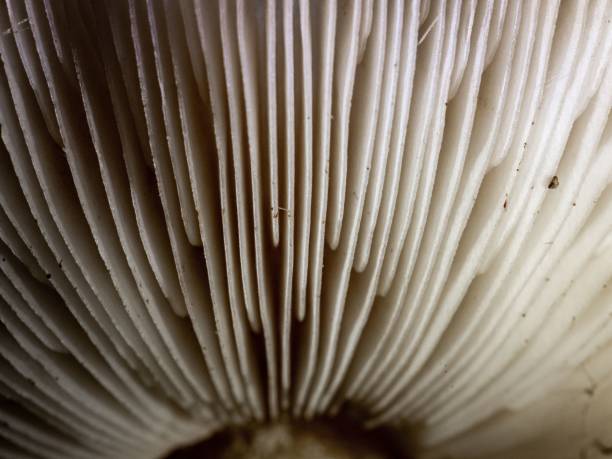 istock mushroom fascination, a walk through the autumnal forest 1446629313