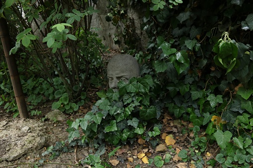 A head of a male statue hidden in the bushes
