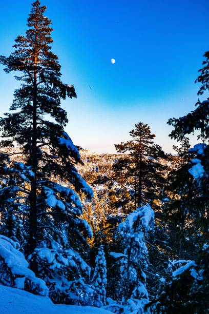 istock Vertical shot of a forest covered with snow in winter 1446629430