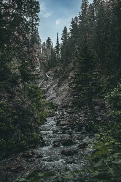 istock Stream in a dense forest on a rocky mountain in Utah 1446629845