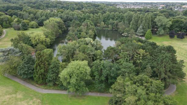 istock Aerial view of green trees in a forest 1446629948