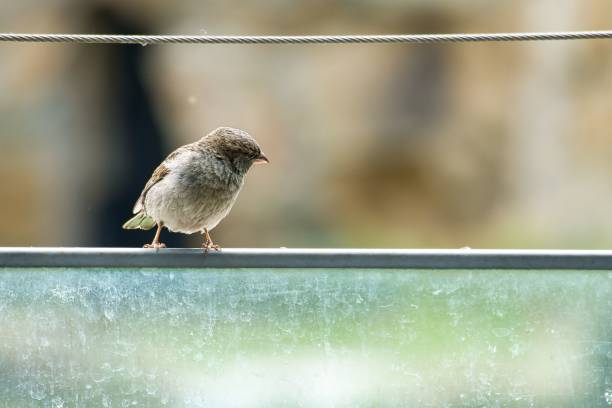 istock Small sparrow bird perched on a wire rope 1446630019