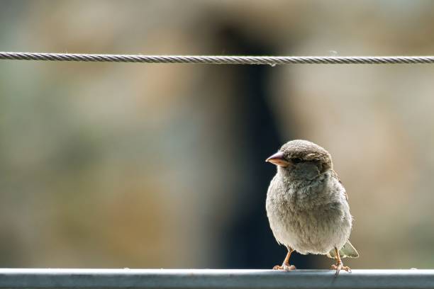 istock Small sparrow bird perched on a wire rope 1446630050