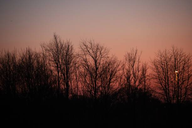 istock Silhouettes of trees under an orange sky 1446630124
