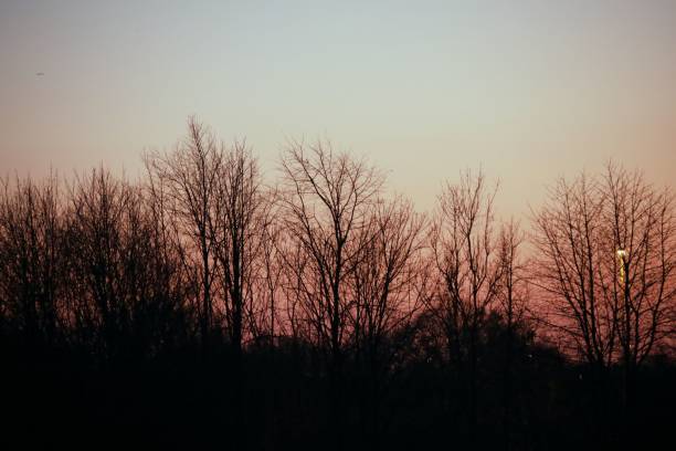 istock Silhouettes of trees under a sunrise sky 1446630136