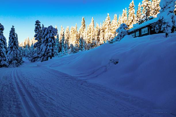 istock Beautiful winter landscape with snowy rural path surrounded by trees. 1446630396