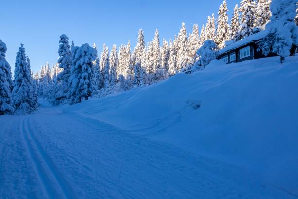 istock Beautiful winter landscape with snowy rural path surrounded by trees. 1446630661