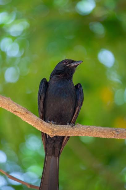 istock Vertical low angle of a Drongo bird sitting on a tree branch 1446630878