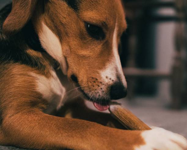 istock Closeup of a cute brown dog chewing a bone 1446630979