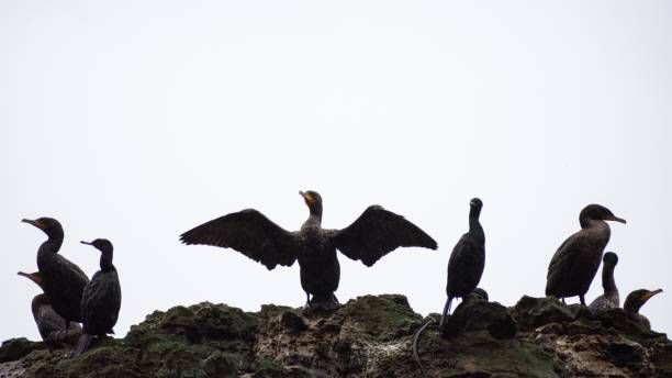 istock Flock of cormorants perched on a rock during the daytime 1446631029