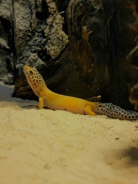 istock Vertical shot of an Afghan leopard gecko crawling on the sand 1446631043