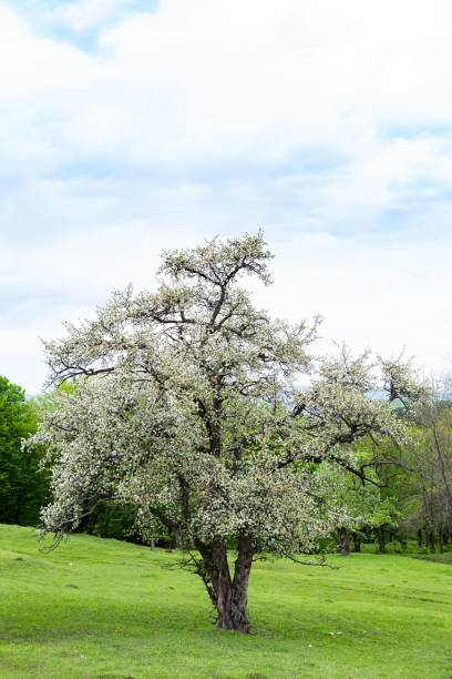 istock Closeup shot of a blooming tree on a meadow with a forest background 1446632115