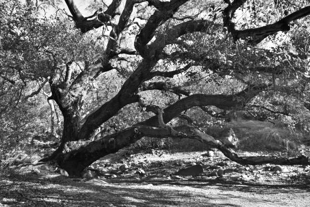 istock Grayscale closeup of a sunlit oak tree sunlight background 1446632184