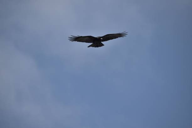 istock Undershot of a crow silhouette against gloomy cloudy sky 1446632280