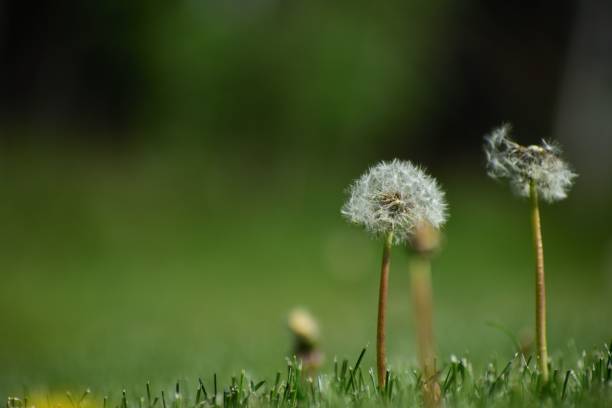 istock Closeup of a blown dandelion on the grass blurred background 1446632300