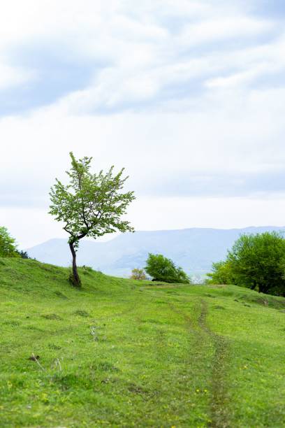 istock Vertical shot of a green tree on a field 1446632382