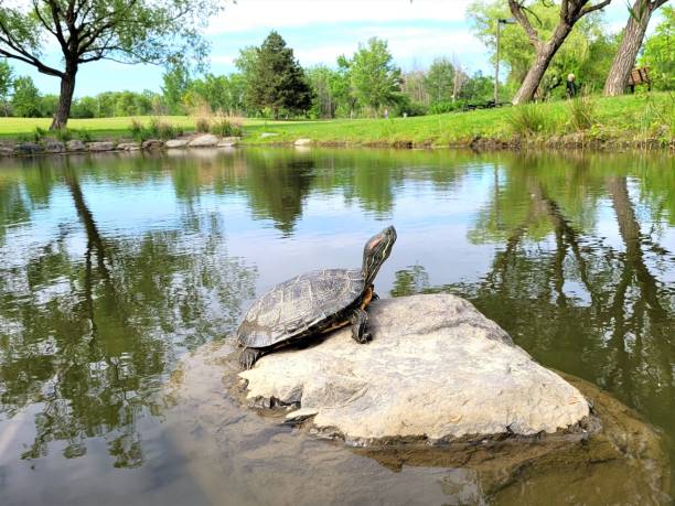 istock Pond slider on a rock in a pond 1446632594