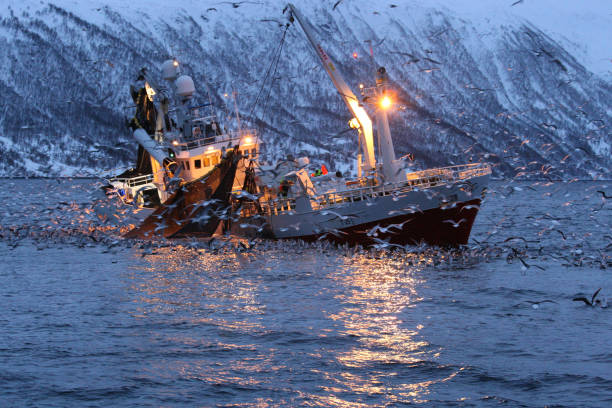 fishing boat fishing for herrings in Kaldfjord, Tromso, Norway, Atlantic Ocean stock photo